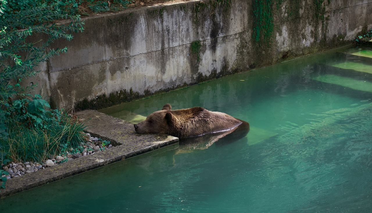 bear-4344037_1280.jpg